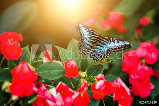 Picture of Tropical butterfly sitting on the leaf Close up image